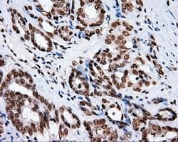 XRCC1 Mouse anti-Human, Clone: OTI2F8, lyophilized, TrueMAB 100 &mu;g;