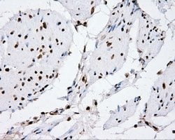 XRCC1 Mouse anti-Human, Clone: OTI2F8, lyophilized, TrueMAB 100 &mu;g;