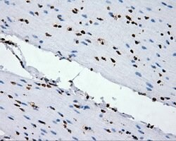 XRCC1 Mouse anti-Human, Clone: OTI2F8, lyophilized, TrueMAB 100 &mu;g;
