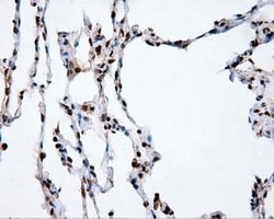 XRCC1 Mouse anti-Human, Clone: OTI2F8, lyophilized, TrueMAB 100 &mu;g;