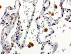 XRCC1 Mouse anti-Human, Clone: UMAB40, liquid, UltraMAB 30 &mu;L; Unconjugated:Antibodies,