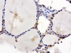 XRCC1 Mouse anti-Human, Clone: UMAB40, liquid, UltraMAB 30 &mu;L; Unconjugated:Antibodies,