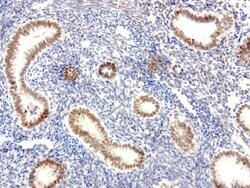 XRCC1 Mouse anti-Human, Clone: UMAB40, liquid, UltraMAB 30 &mu;L; Unconjugated:Antibodies,