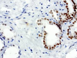 XRCC1 Mouse anti-Human, Clone: UMAB40, liquid, UltraMAB 30 &mu;L; Unconjugated:Antibodies,