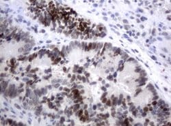 XRCC1 Mouse anti-Human, Clone: UMAB40, liquid, UltraMAB 30 &mu;L; Unconjugated:Antibodies,