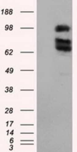 XRCC1 Mouse anti-Human, Clone: OTI2F8, lyophilized, TrueMAB 100 &mu;g;