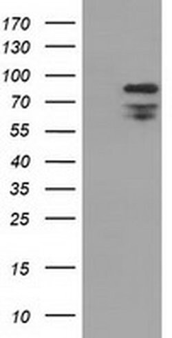 XRCC1 Mouse anti-Human, Clone: OTI2E8, liquid, TrueMAB 100 &mu;L; Unconjugated:Antibodies,