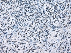XRCC4 Mouse anti-Human, Clone: OTI4H9, lyophilized, TrueMAB 100 &mu;g;