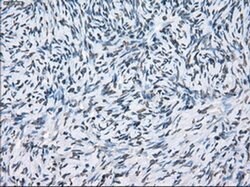 XRCC4 Mouse anti-Human, Clone: OTI4H9, liquid, TrueMAB 100 &mu;L; Unconjugated:Antibodies,