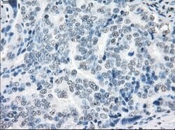 XRCC4 Mouse anti-Human, Clone: OTI4H9, lyophilized, TrueMAB 100 &mu;g;