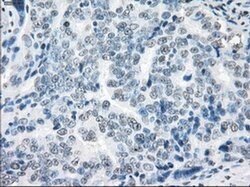 XRCC4 Mouse anti-Human, Clone: OTI4H9, liquid, TrueMAB 100 &mu;L; Unconjugated:Antibodies,