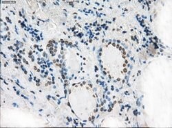 XRCC4 Mouse anti-Human, Clone: OTI4H9, lyophilized, TrueMAB 100 &mu;g;