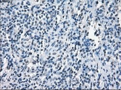 XRCC4 Mouse anti-Human, Clone: OTI4H9, lyophilized, TrueMAB 100 &mu;g;