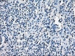 XRCC4 Mouse anti-Human, Clone: OTI4H9, liquid, TrueMAB 100 &mu;L; Unconjugated:Antibodies,