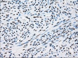 XRCC4 Mouse anti-Human, Clone: OTI4H9, liquid, TrueMAB 100 &mu;L; Unconjugated:Antibodies,