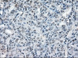 XRCC4 Mouse anti-Human, Clone: OTI4H9, lyophilized, TrueMAB 100 &mu;g;
