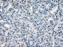 XRCC4 Mouse anti-Human, Clone: OTI4H9, liquid, TrueMAB 100 &mu;L; Unconjugated:Antibodies,