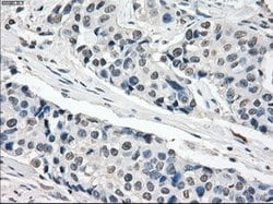XRCC4 Mouse anti-Human, Clone: OTI4H9, lyophilized, TrueMAB 100 &mu;g;