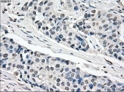 XRCC4 Mouse anti-Human, Clone: OTI4H9, liquid, TrueMAB 100 &mu;L; Unconjugated:Antibodies,