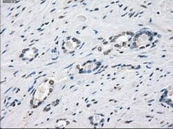 XRCC4 Mouse anti-Human, Clone: OTI4H9, lyophilized, TrueMAB 100 &mu;g;