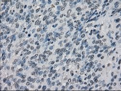 XRCC4 Mouse anti-Human, Clone: OTI4H9, lyophilized, TrueMAB 100 &mu;g;
