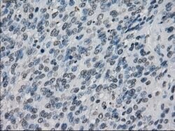 XRCC4 Mouse anti-Human, Clone: OTI4H9, liquid, TrueMAB 100 &mu;L; Unconjugated:Antibodies,
