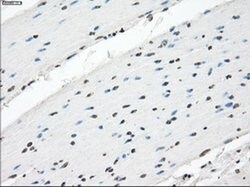 XRCC4 Mouse anti-Human, Clone: OTI4H9, liquid, TrueMAB 100 &mu;L; Unconjugated:Antibodies,
