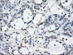 XRCC4 Mouse anti-Human, Clone: OTI4H9, lyophilized, TrueMAB 100 &mu;g;