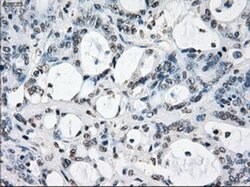 XRCC4 Mouse anti-Human, Clone: OTI4H9, liquid, TrueMAB 100 &mu;L; Unconjugated:Antibodies,