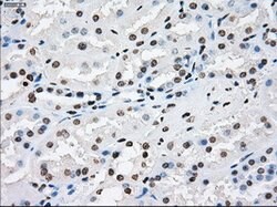 XRCC4 Mouse anti-Human, Clone: OTI4H9, lyophilized, TrueMAB 100 &mu;g;