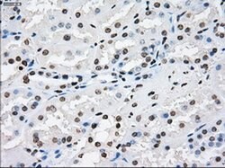 XRCC4 Mouse anti-Human, Clone: OTI4H9, liquid, TrueMAB 100 &mu;L; Unconjugated:Antibodies,