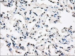XRCC4 Mouse anti-Human, Clone: OTI4H9, liquid, TrueMAB 100 &mu;L; Unconjugated:Antibodies,