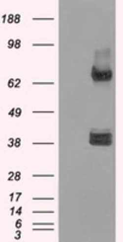 XRCC4 Mouse anti-Human, Clone: OTI4H9, lyophilized, TrueMAB 100 &mu;g;