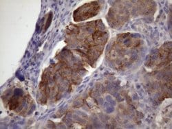 XRCC6BP1 Mouse anti-Human, Clone: OTI5F3, liquid, TrueMAB 100 &mu;L; Unconjugated:Antibodies,