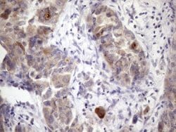 XRCC6BP1 Mouse anti-Human, Clone: OTI5F3, liquid, TrueMAB 100 &mu;L; Unconjugated:Antibodies,