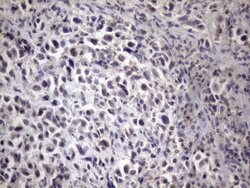 XRCC6BP1 Mouse anti-Human, Clone: OTI5F3, liquid, TrueMAB 100 &mu;L; Unconjugated:Antibodies,
