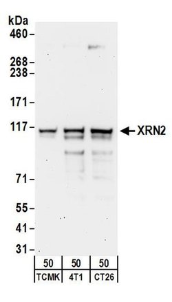 XRN2 Rabbit anti-Human, Mouse, Polyclonal, Bethyl Laboratories 100 &mu;L;