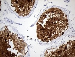 YBX2 Mouse anti-Human, Mouse, Clone: OTI3B5, lyophilized, TrueMAB 100 &mu;g;