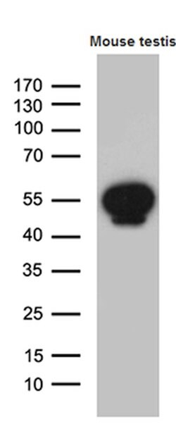 YBX2 Mouse anti-Human, Mouse, Clone: OTI3B5, lyophilized, TrueMAB 100 &mu;g;