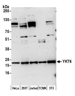 YKT6 Polyclonal Antibody, Bethyl Laboratories:Antibodies:Primary Antibodies