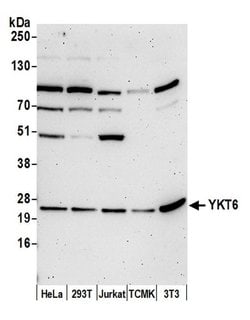 YKT6 Polyclonal Antibody, Bethyl Laboratories 20 &mu;L; Unconjugated:Antibodies,
