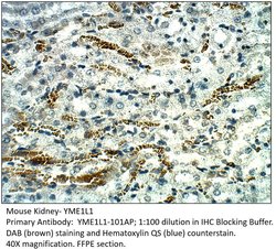 YME1L1 Rabbit anti-Human, Mouse, Rat, Polyclonal, FabGennix 200 &mu;L;