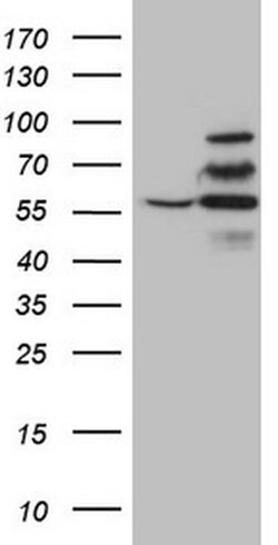 YME1L1 Monoclonal Antibody (OTI4E3), TrueMAB , OriGene:Antibodies:Primary