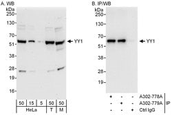 YY1 Rabbit anti-Human, Mouse, Polyclonal, Bethyl Laboratories 100 &mu;L;