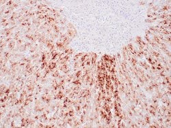 Glypican 3 Monoclonal Antibody (1G12), Zeta 500 &mu;L; Unconjugated:Antibodies,