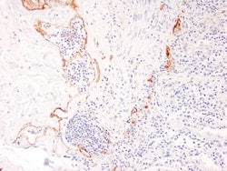 Podoplanin Monoclonal Antibody (ZM31), MonoMab , Zeta:Antibodies:Primary