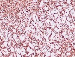 Myelin basic protein Recombinant Rabbit Monoclonal Antibody (ZR109), RAbMono