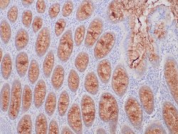 MUC-4 Rabbit anti-Human, Clone: ZR201, Zeta Corp 7mL; Unconjugated:Antibodies,