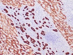 Cytokeratin, Pan Monoclonal Antibody (OSCAR), Zeta 1mL; Unconjugated:Antibodies,