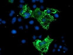 ZBED1 Monoclonal Antibody (OTI2A7), TrueMAB , OriGene 100 &mu;L; Unconjugated:Antibodies,